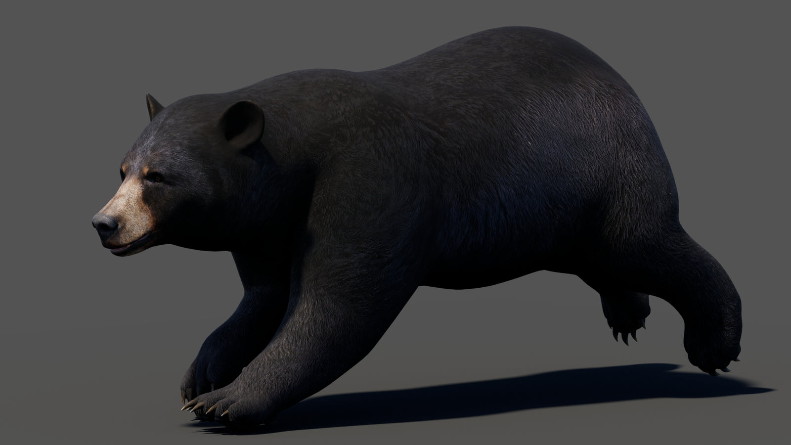 Animated Black Bear 3D Model 360° view 3 frame 1
