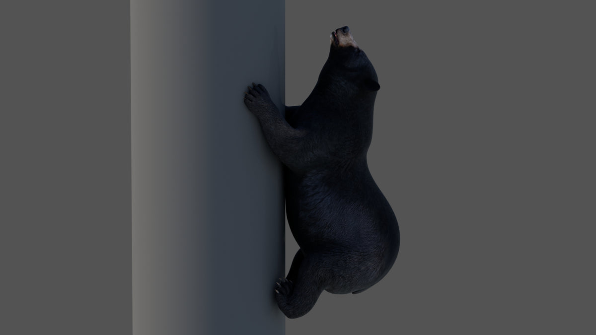 Animated Black Bear 3D Model - Game-Ready - 360 Degree View