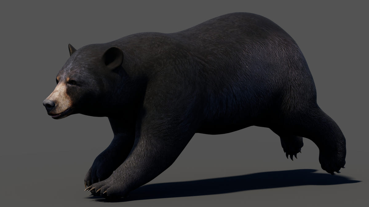 Animated Bear Family 3D Bundle — Black Bear and Sloth Bear - 360 Degree View