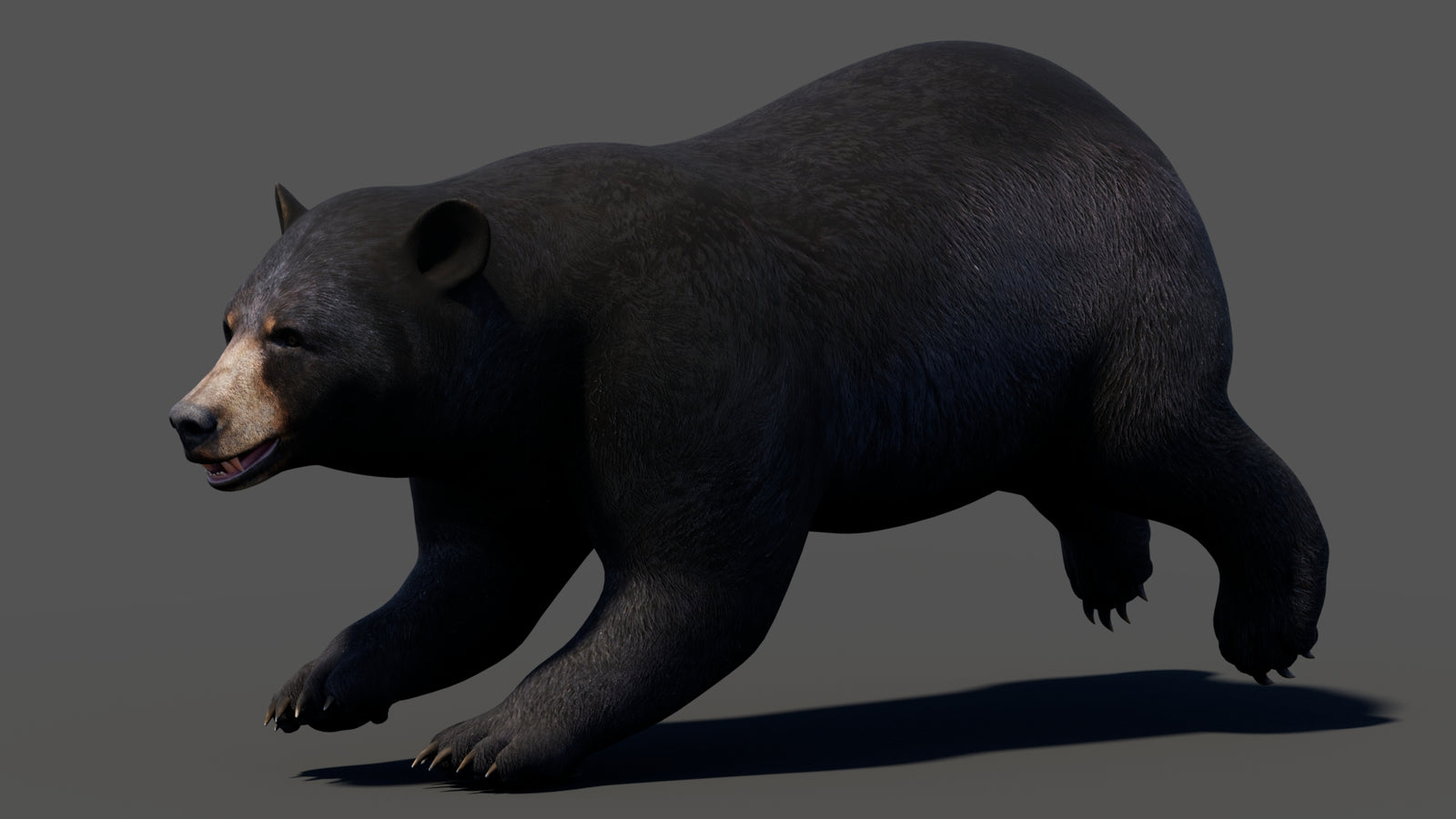 Animated Black Bear 3D Model 360° view 3 frame 2