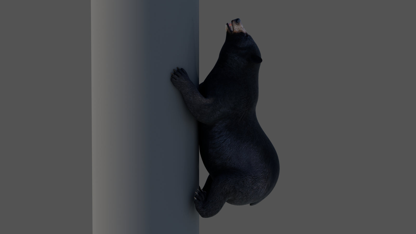 Animated Black Bear 3D Model 360° view 4 frame 2