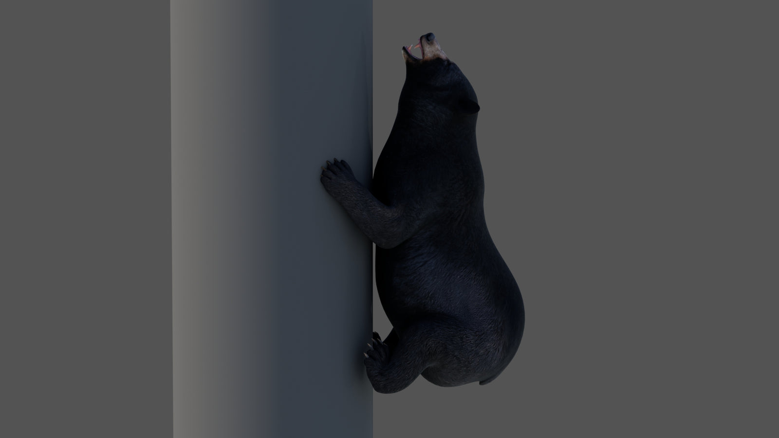 Animated Black Bear 3D Model 360° view 4 frame 4