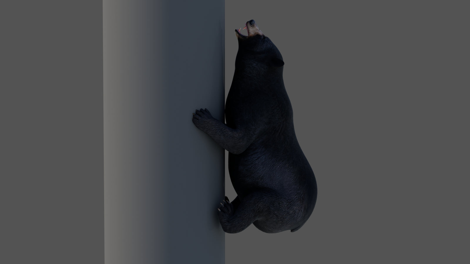 Animated Black Bear 3D Model 360° view 4 frame 5