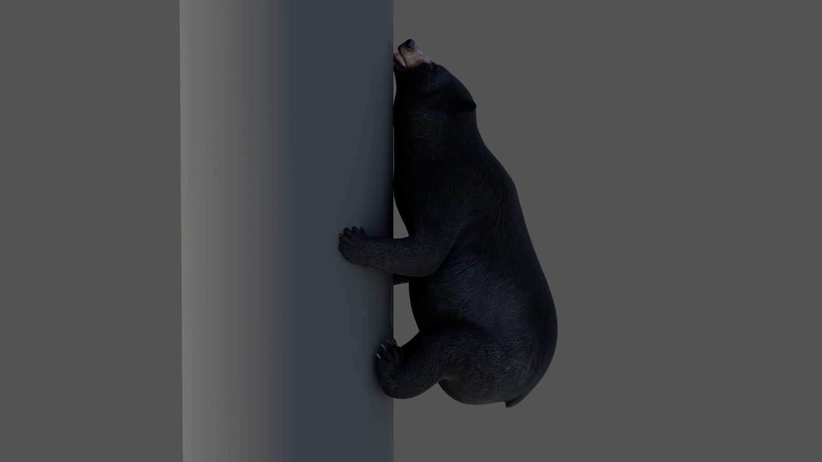 Animated Black Bear 3D Model 360° view 4 frame 8