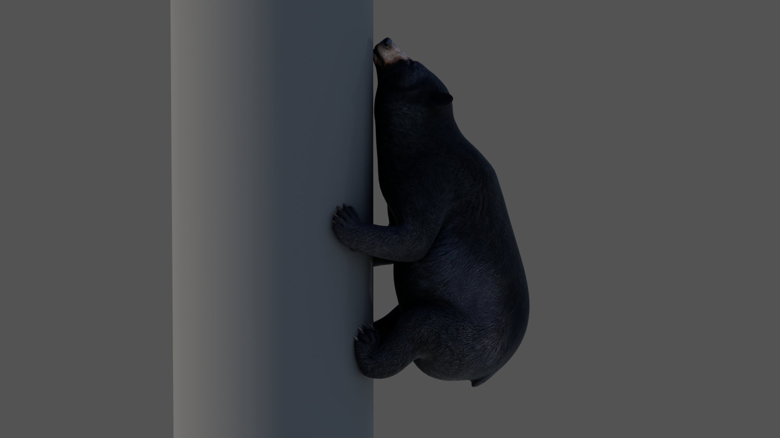 Animated Black Bear 3D Model 360° view 4 frame 10