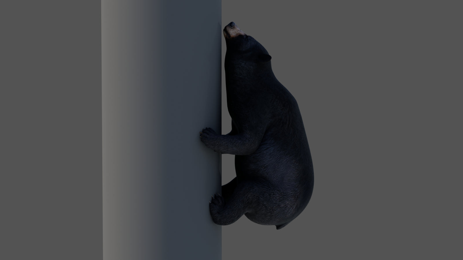 Animated Black Bear 3D Model 360° view 4 frame 11