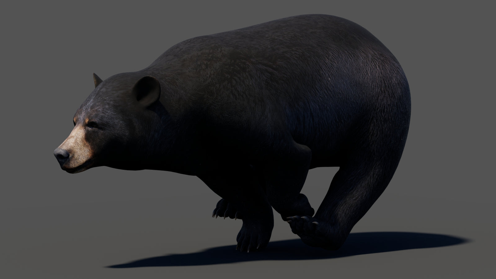 Animated Black Bear 3D Model 360° view 3 frame 12