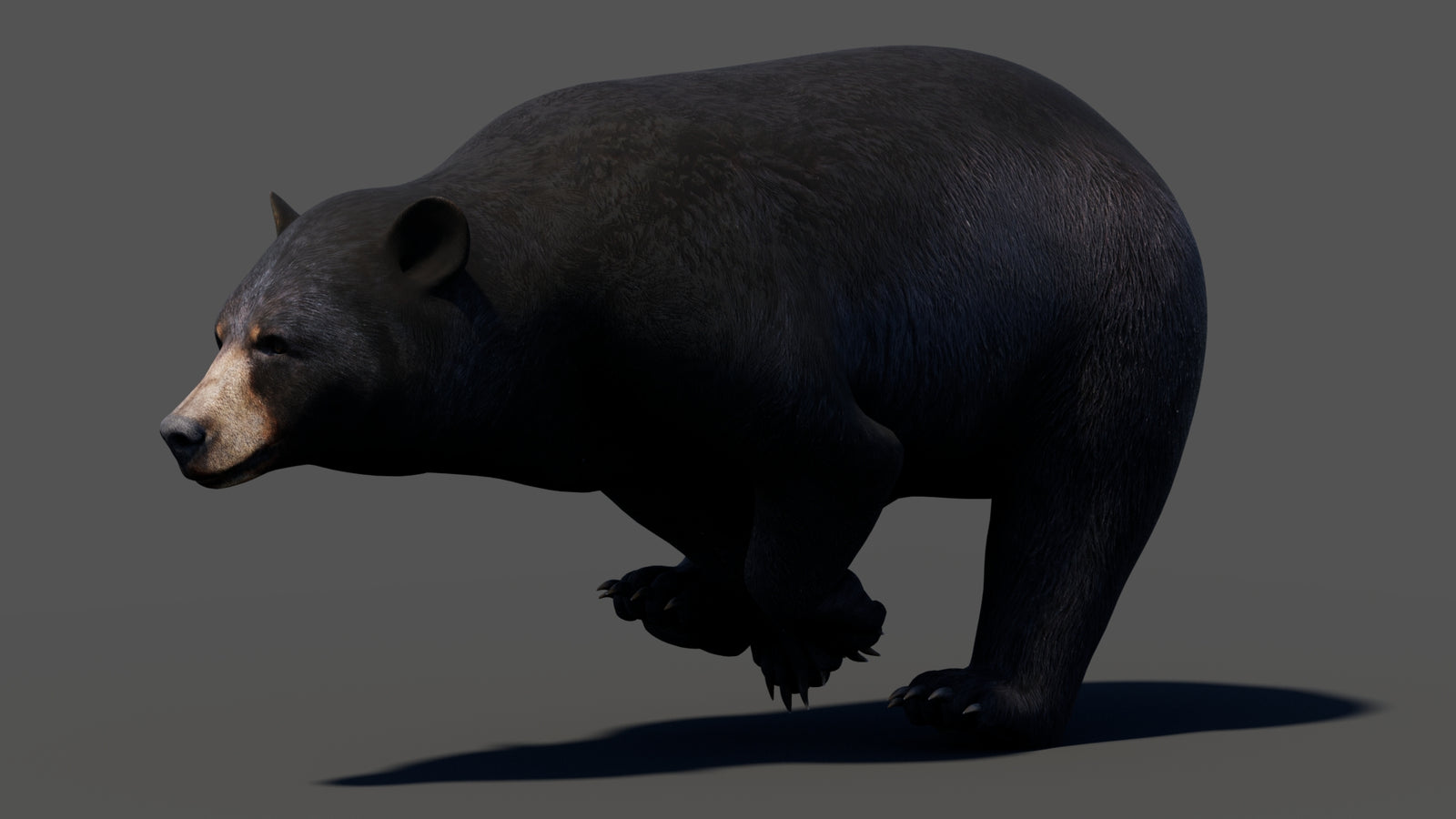 Animated Black Bear 3D Model 360° view 3 frame 13