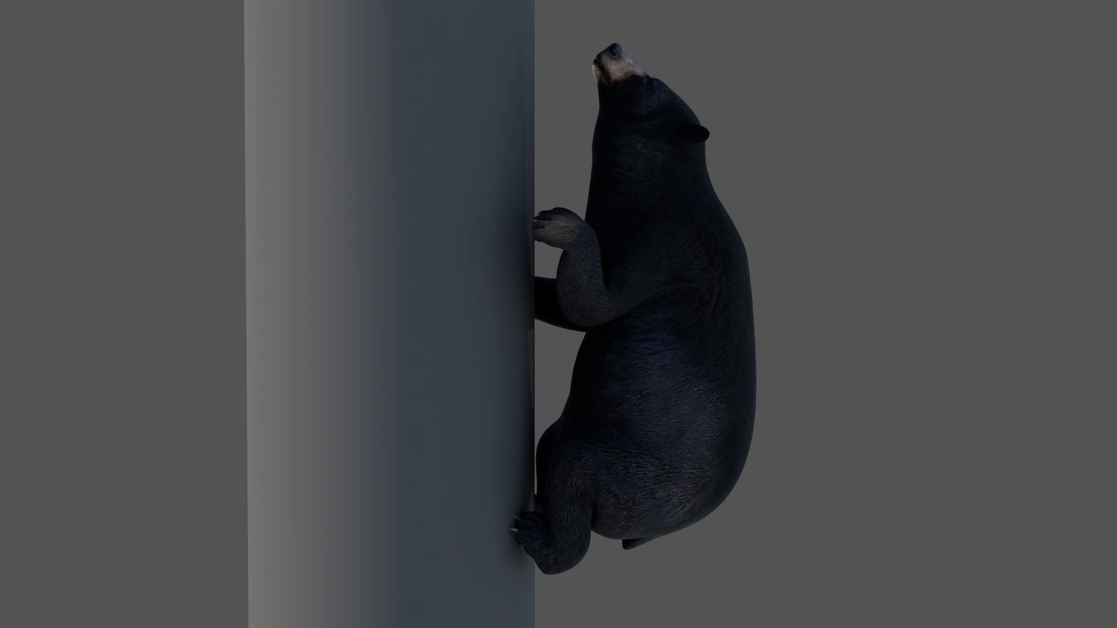 Animated Black Bear 3D Model 360° view 4 frame 15