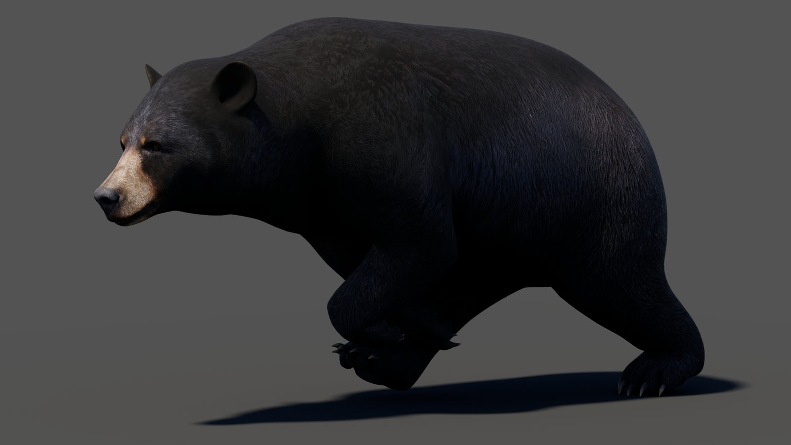 Animated Black Bear 3D Model 360° view 3 frame 16