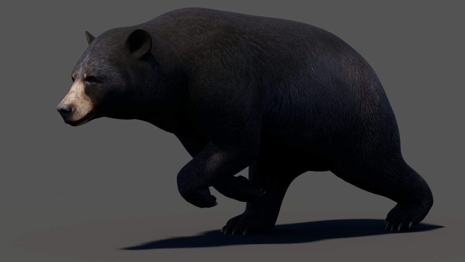Animated Black Bear 3D Model 360° view 3 frame 17