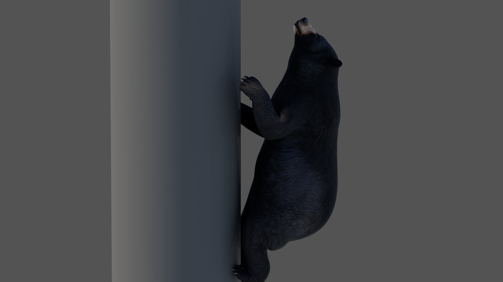 Animated Black Bear 3D Model 360° view 4 frame 18