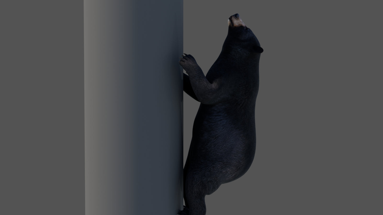 Animated Black Bear 3D Model 360° view 4 frame 19