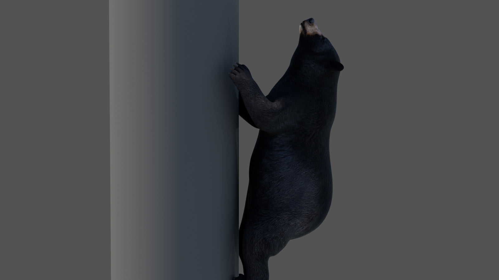 Animated Black Bear 3D Model 360° view 4 frame 20