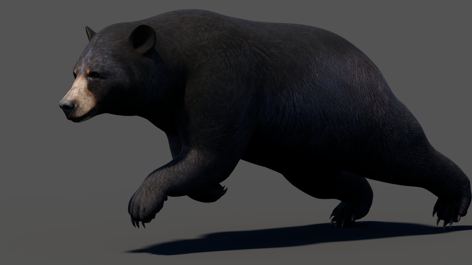 Animated Black Bear 3D Model 360° view 3 frame 21