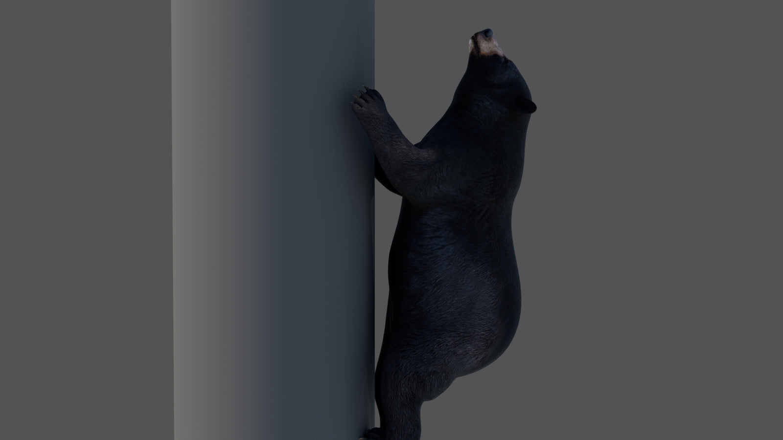 Animated Black Bear 3D Model 360° view 4 frame 21