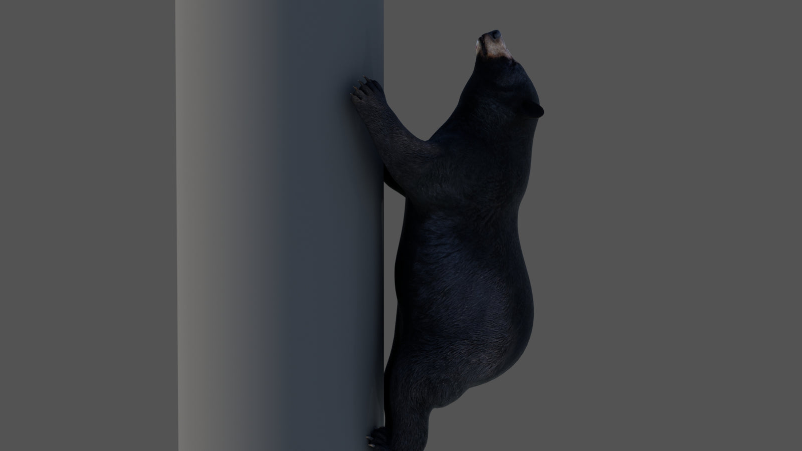 Animated Black Bear 3D Model 360° view 4 frame 22