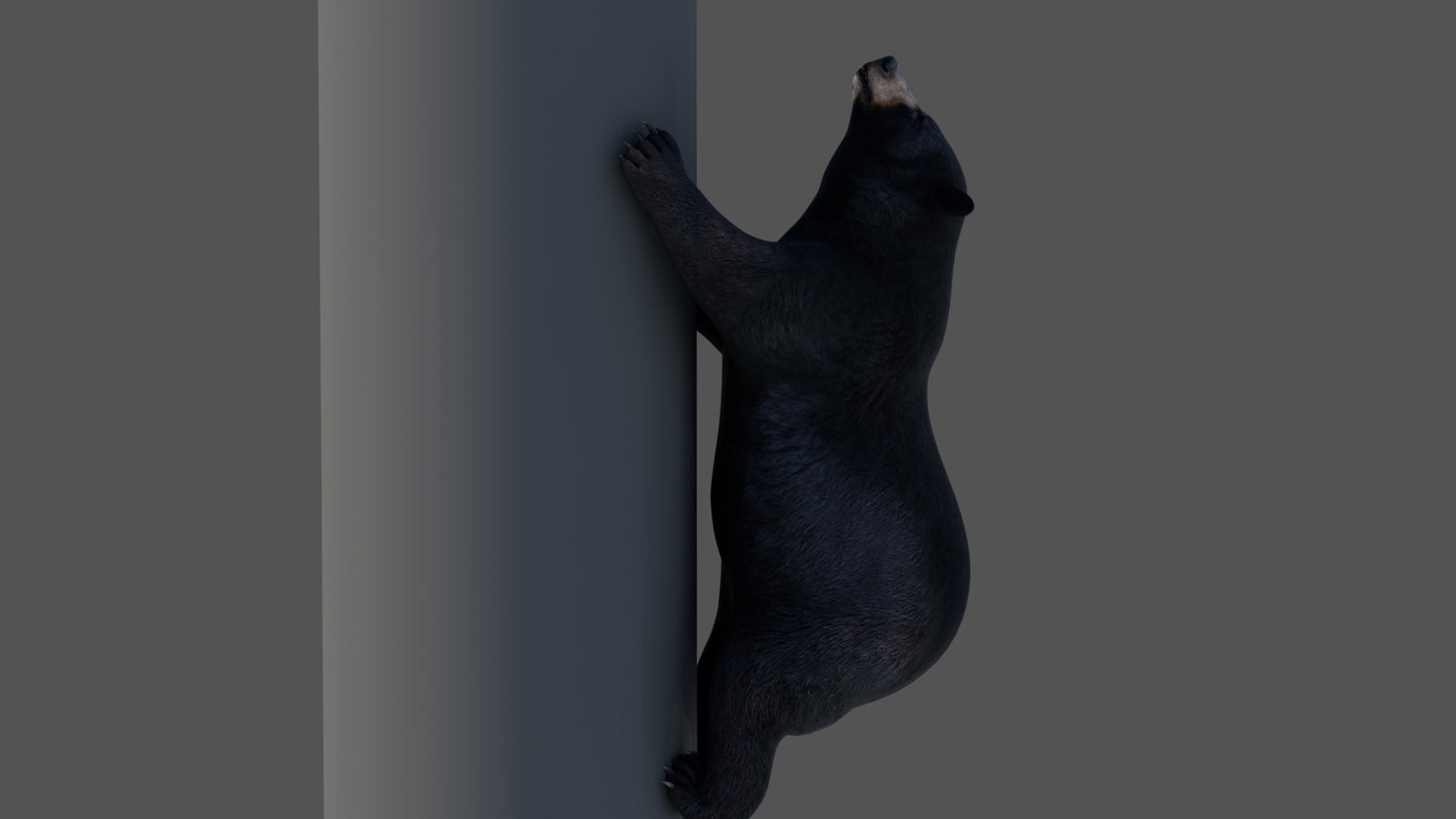 Animated Black Bear 3D Model 360° view 4 frame 23
