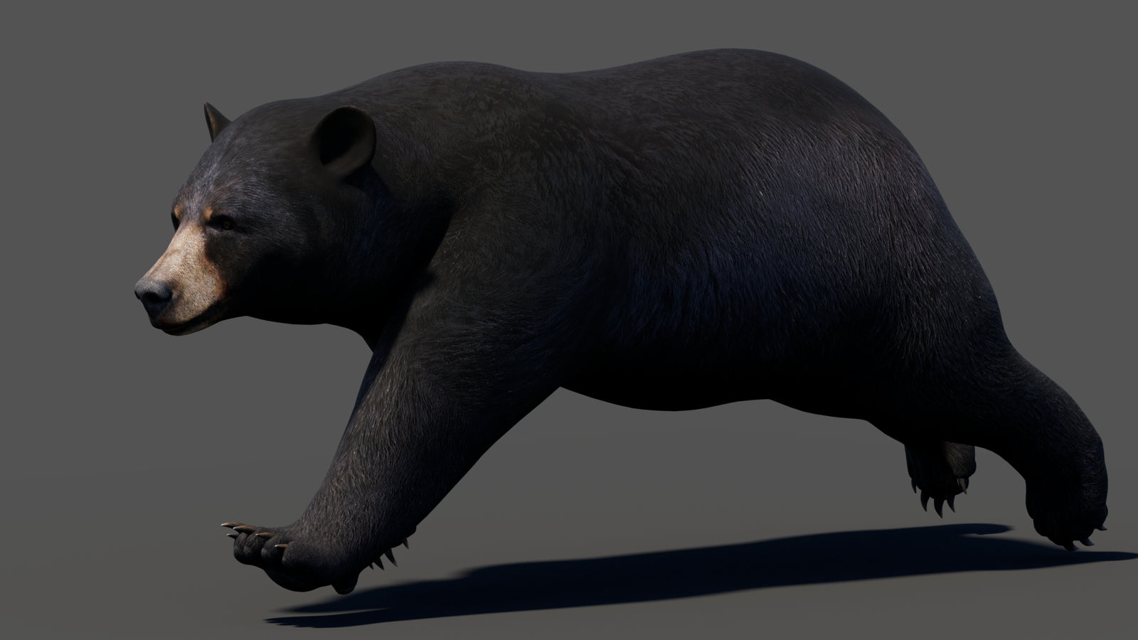 Animated Black Bear 3D Model 360° view 3 frame 24