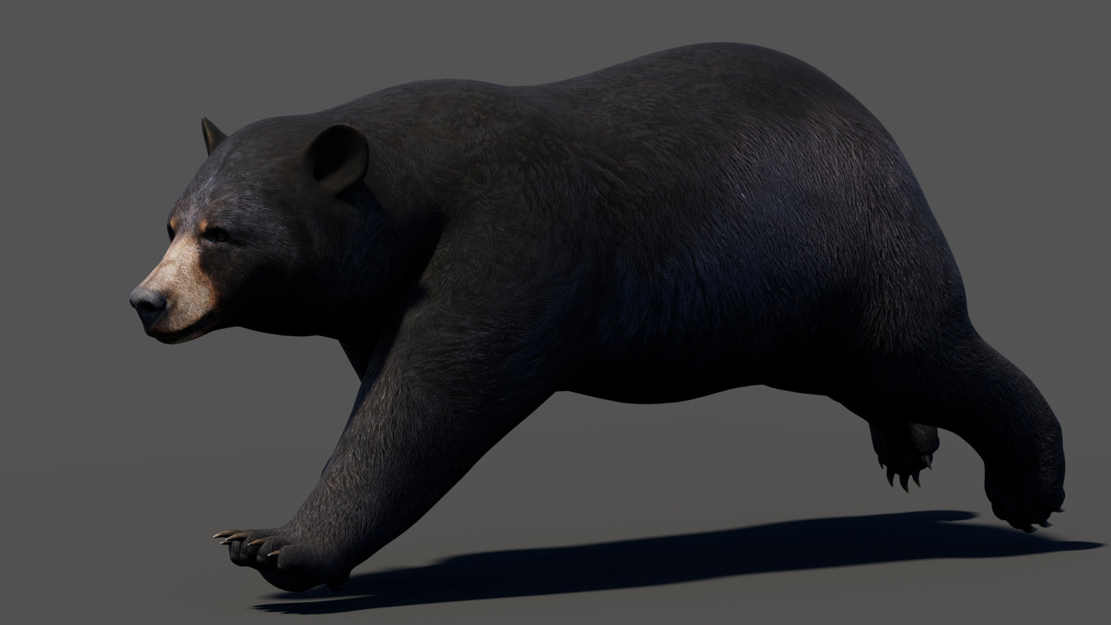 Animated Black Bear 3D Model 360° view 3 frame 25