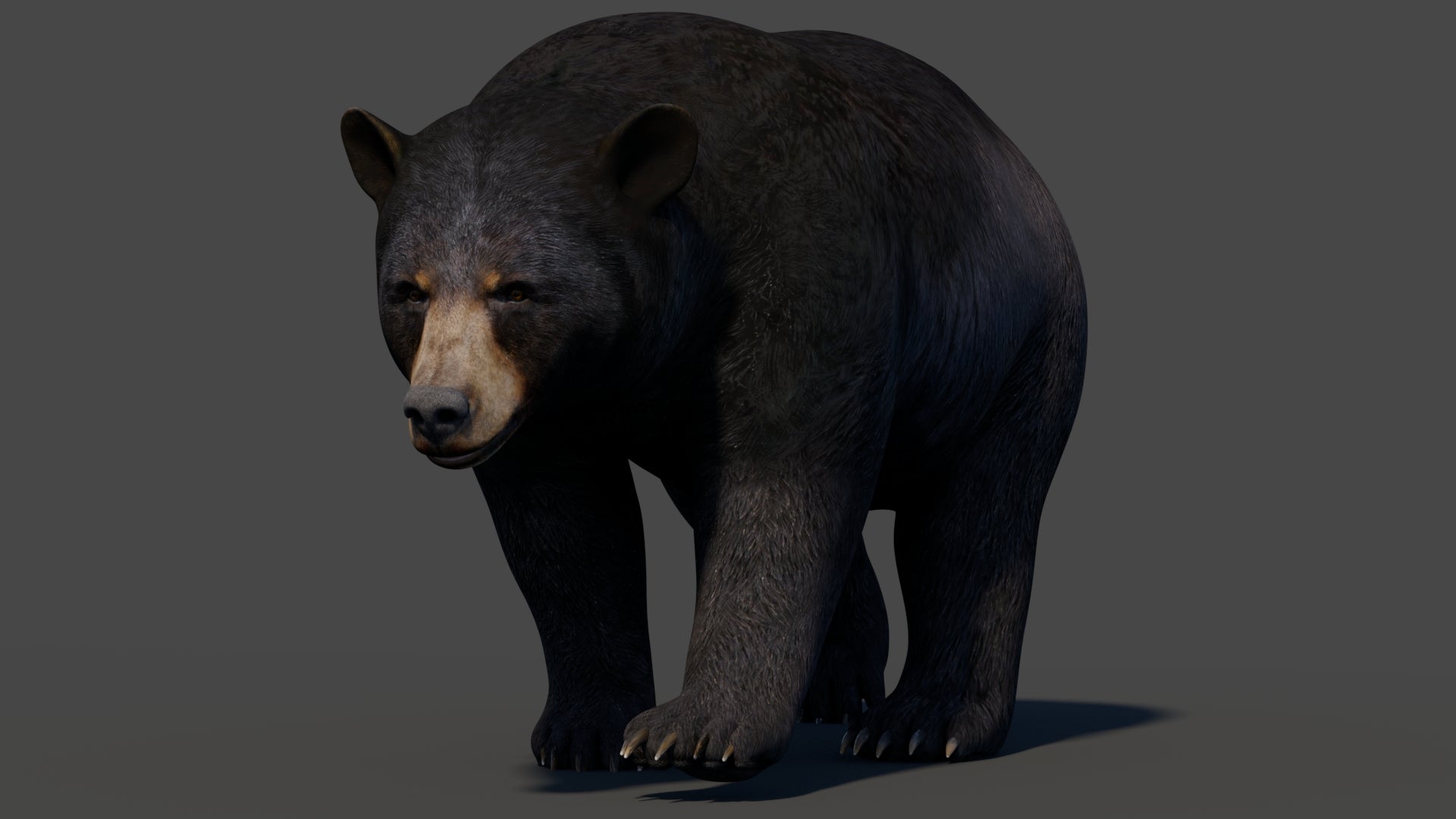 Animated Black Bear 3D Model - 360 Degree View