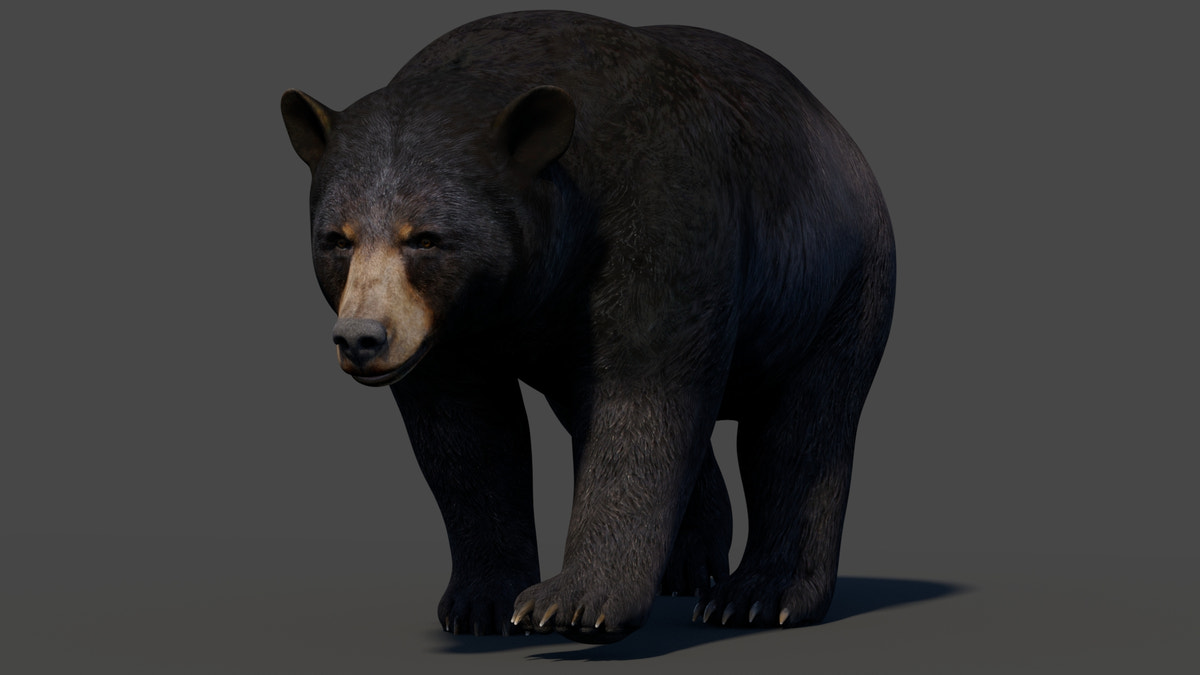 Animated Black Bear 3D Model - 360 Degree View