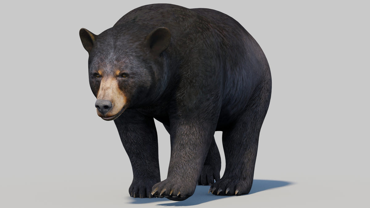Animated Bear Family 3D Bundle — Black Bear and Sloth Bear - 360 Degree View