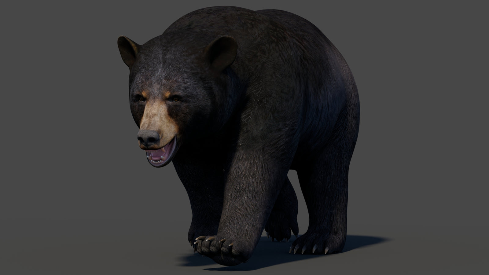Animated Black Bear 3D Model 360° view 2 frame 4