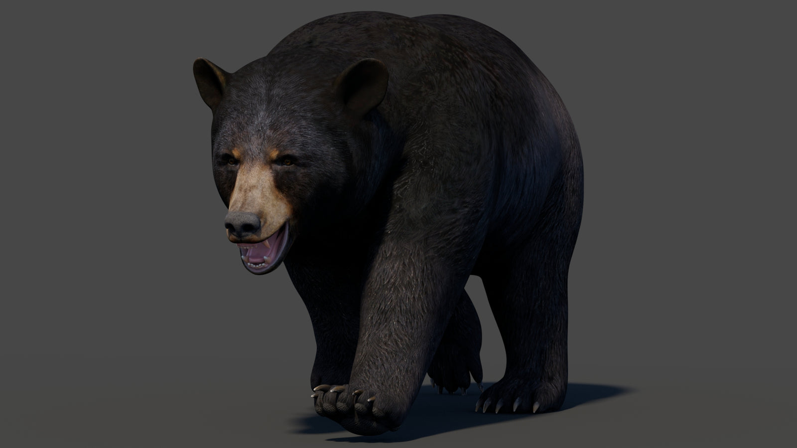 Animated Black Bear 3D Model 360° view 2 frame 5