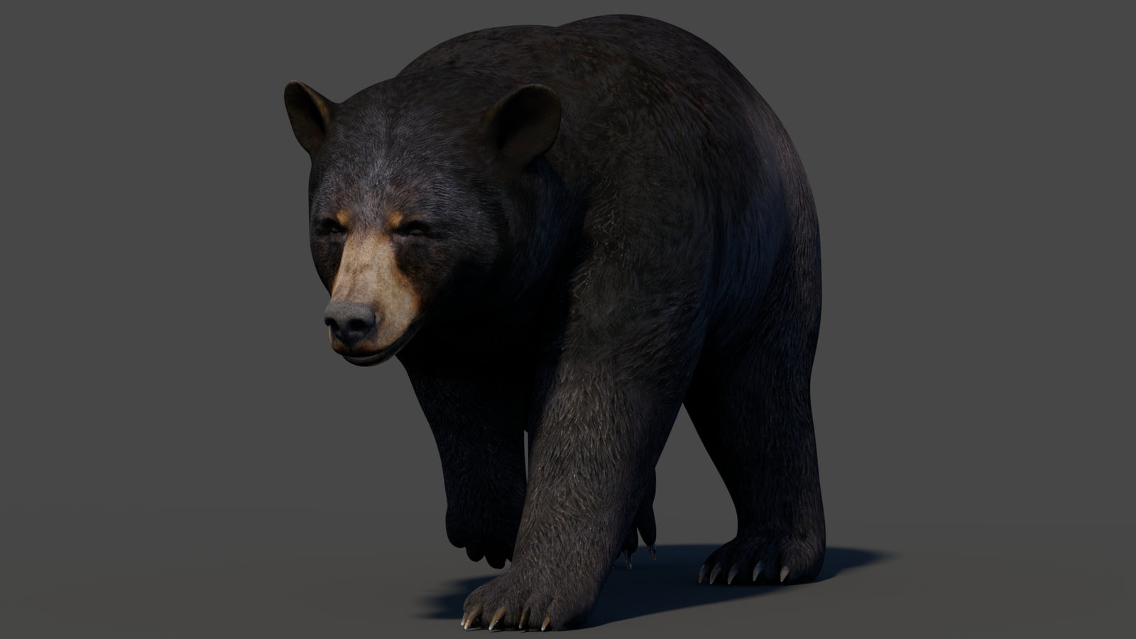Animated Black Bear 3D Model 360° view 2 frame 9