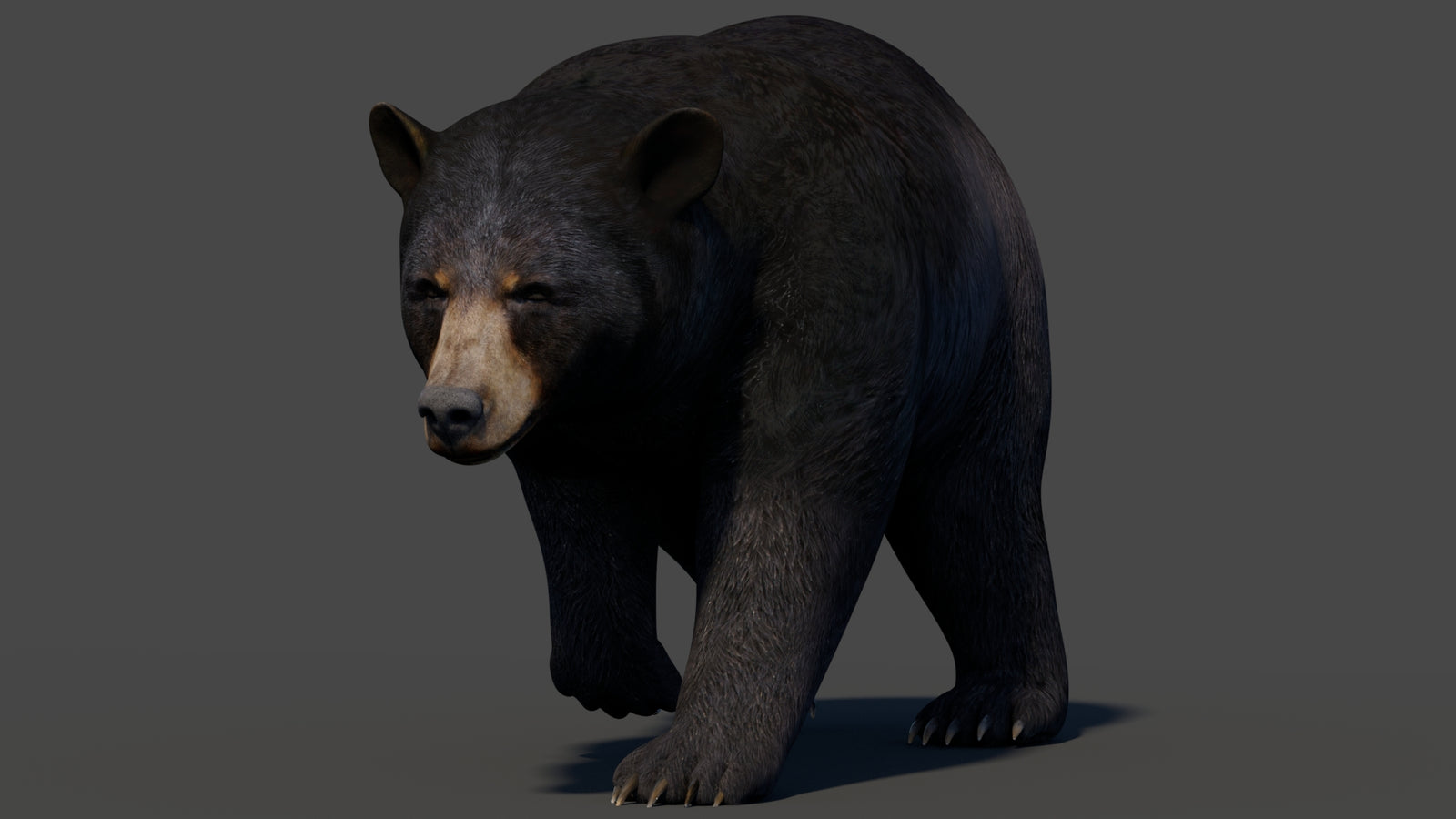 Animated Black Bear 3D Model 360° view 2 frame 11