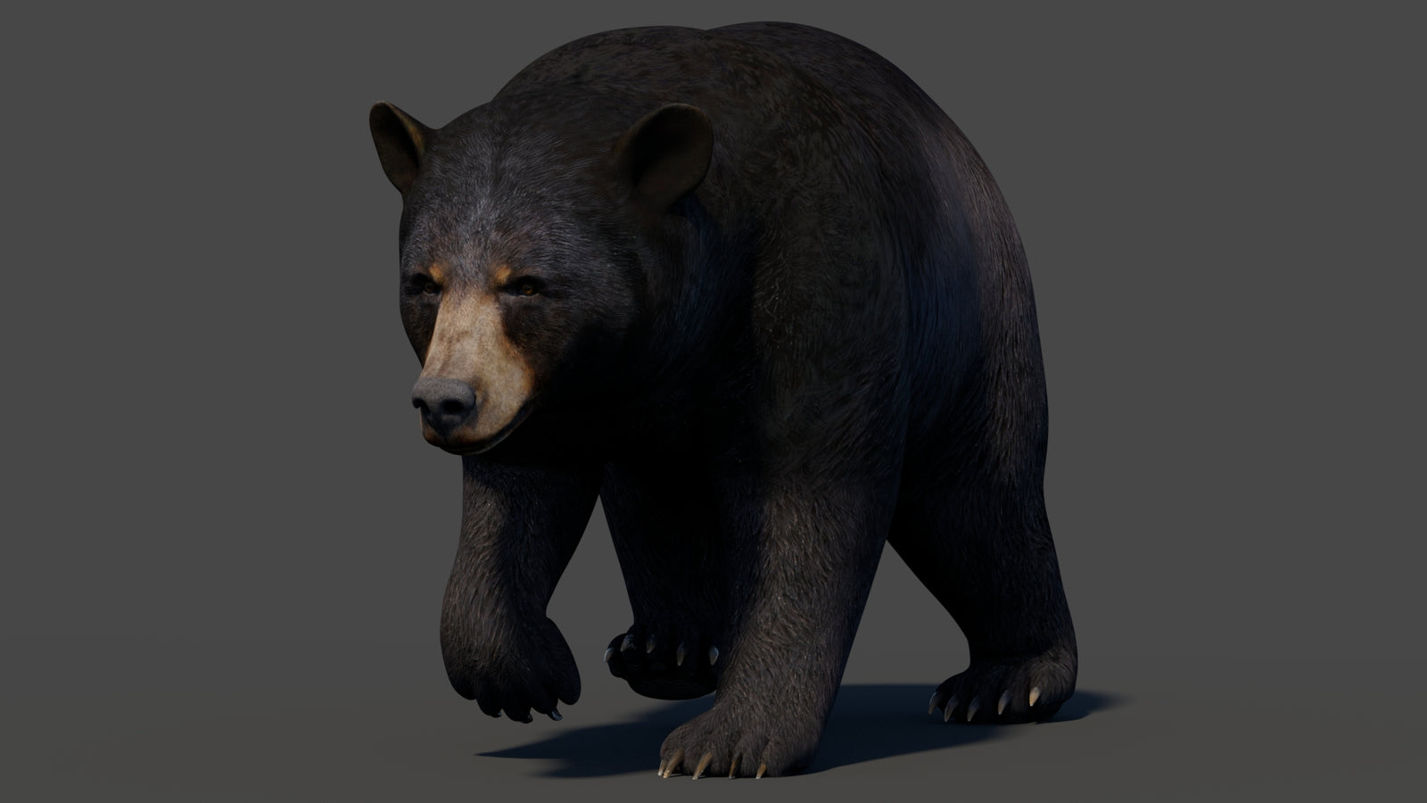 Animated Black Bear 3D Model 360° view 2 frame 18