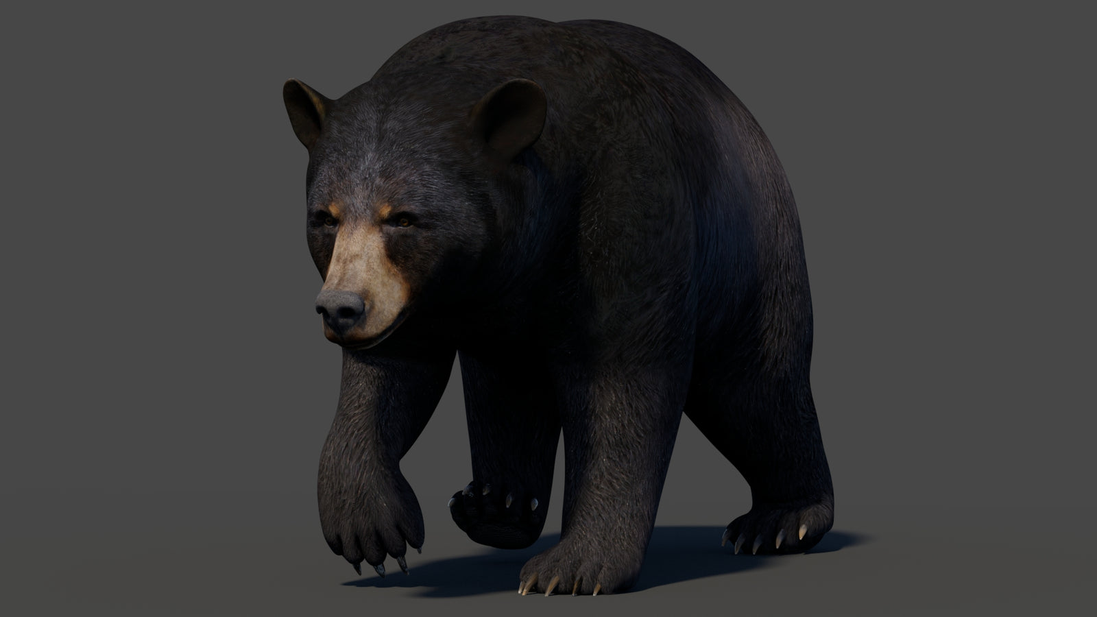 Animated Black Bear 3D Model 360° view 2 frame 20