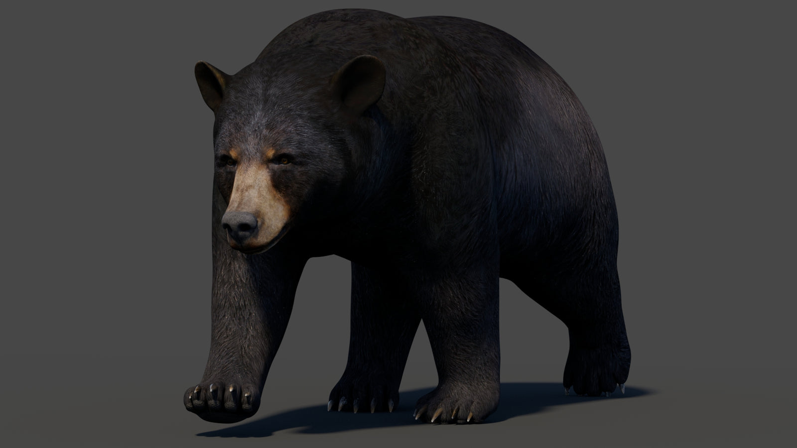 Animated Black Bear 3D Model 360° view 2 frame 28