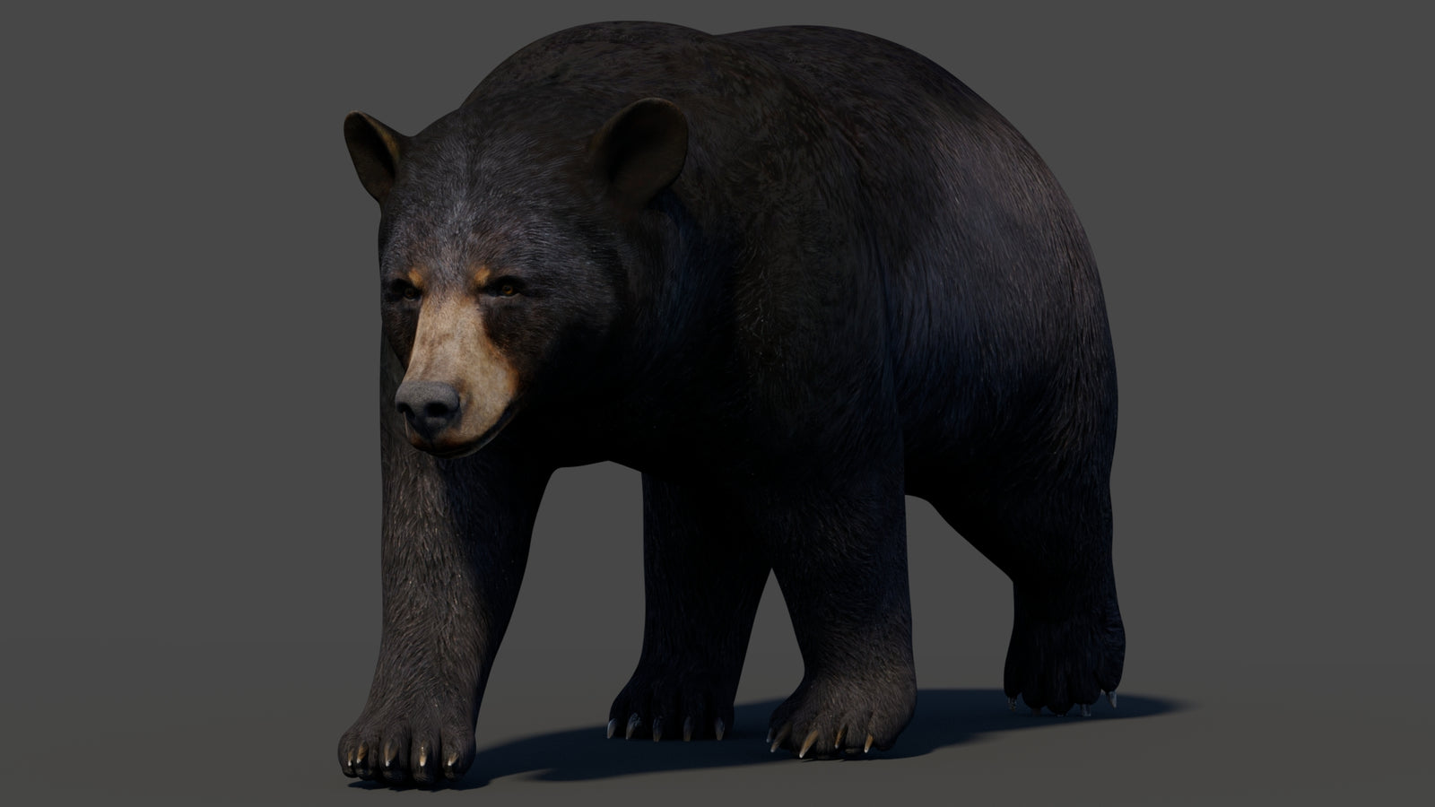 Animated Black Bear 3D Model 360° view 2 frame 30