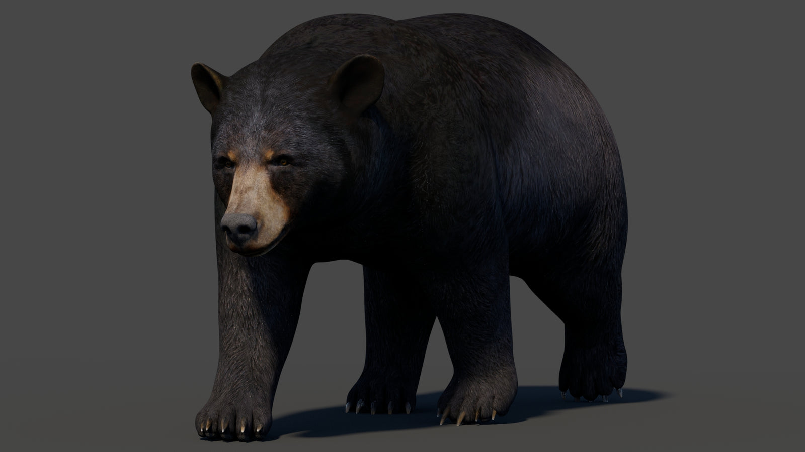 Animated Black Bear 3D Model 360° view 2 frame 31