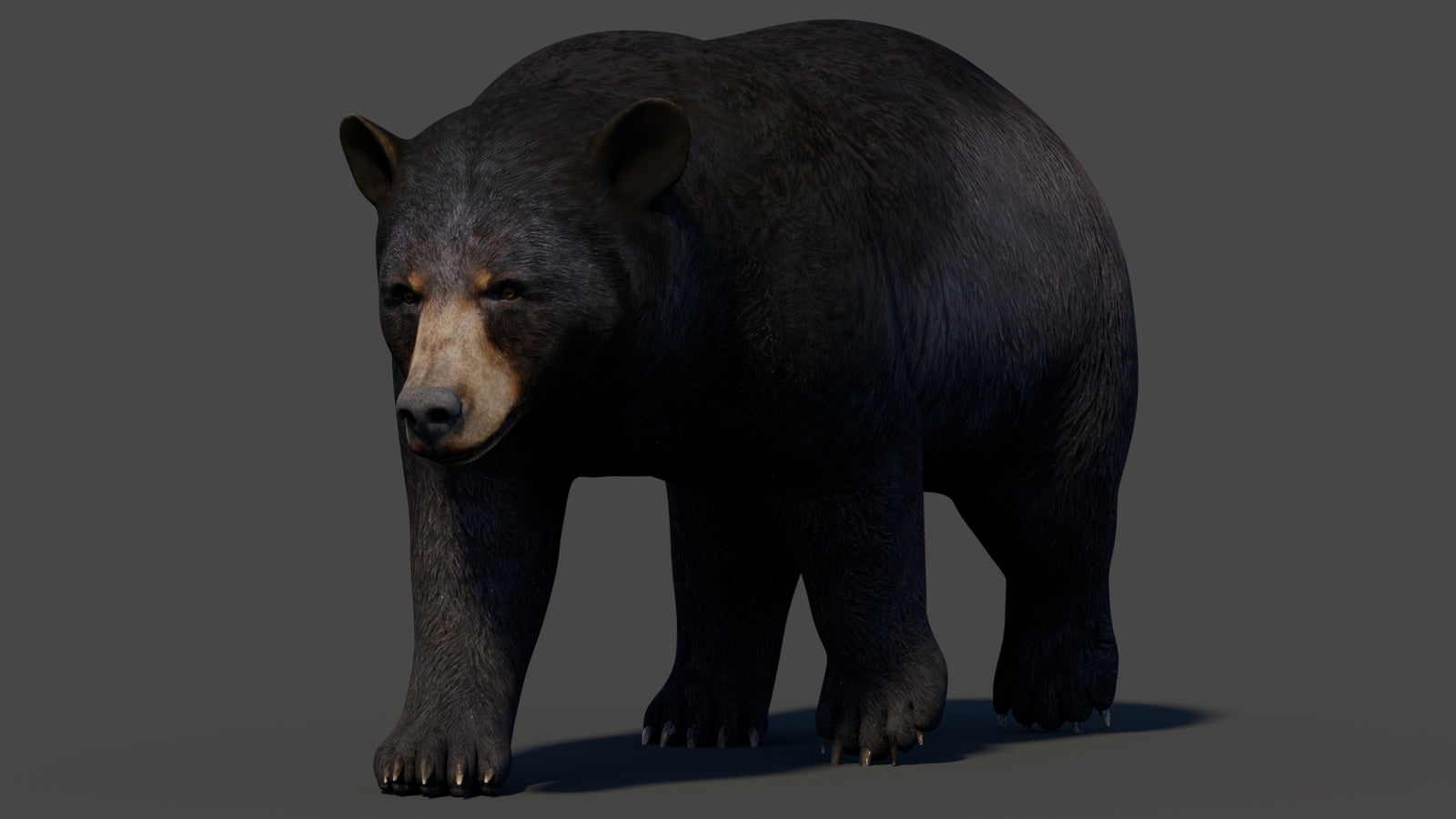 Animated Black Bear 3D Model 360° view 2 frame 33