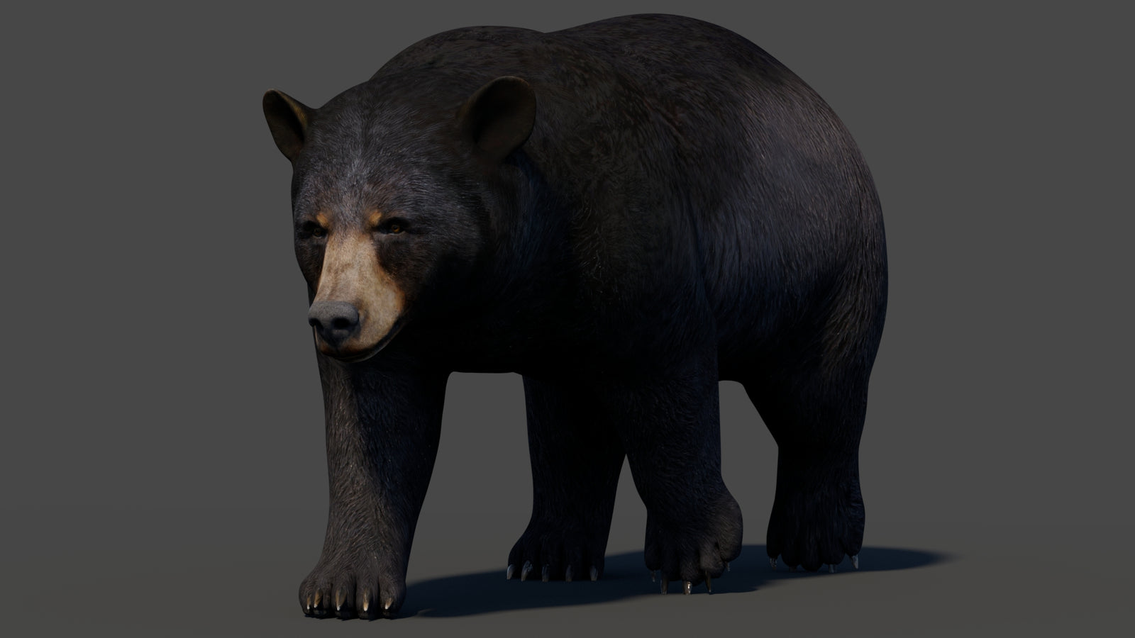 Animated Black Bear 3D Model 360° view 2 frame 34