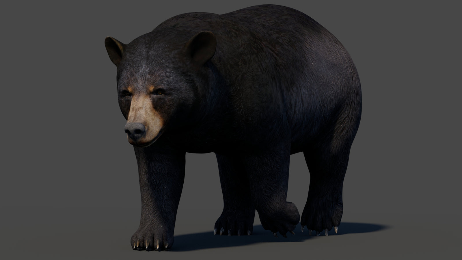 Animated Black Bear 3D Model 360° view 2 frame 37
