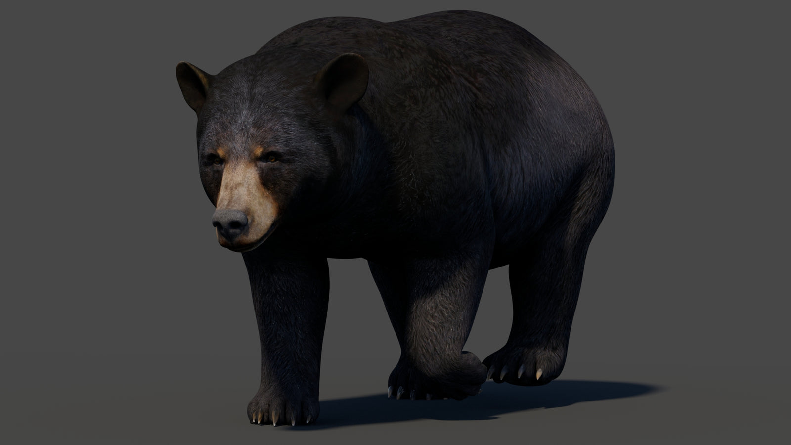 Animated Black Bear 3D Model 360° view 2 frame 42