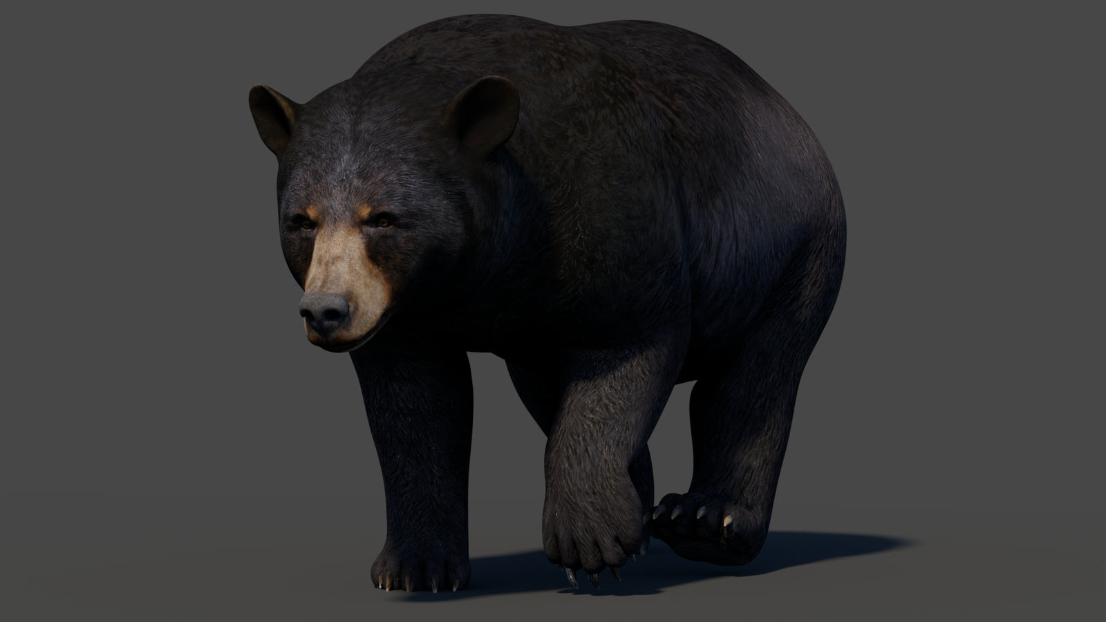 Animated Black Bear 3D Model 360° view 2 frame 46