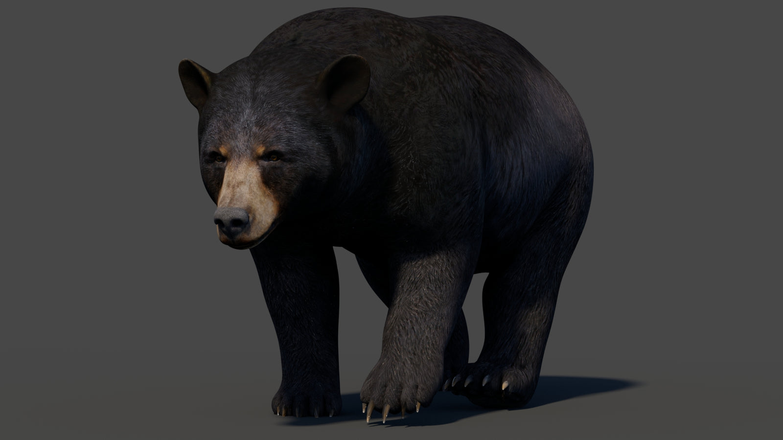 Animated Black Bear 3D Model 360° view 2 frame 48
