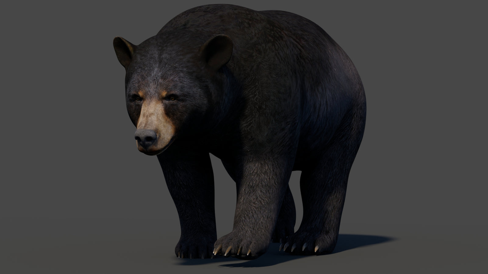 Animated Black Bear 3D Model 360° view 2 frame 50