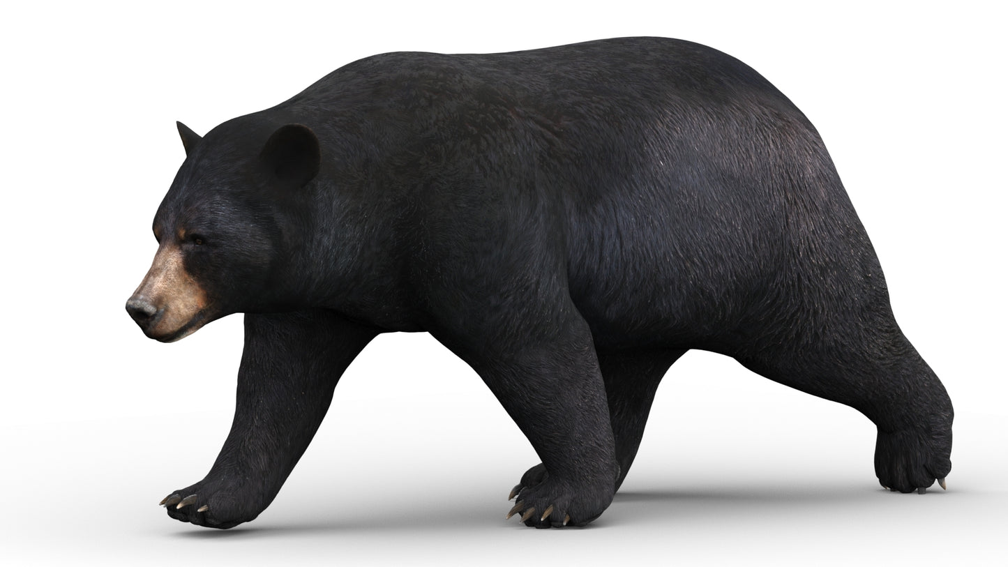 Lifelike Black Bear 3D Model with Walking Cycle Animation