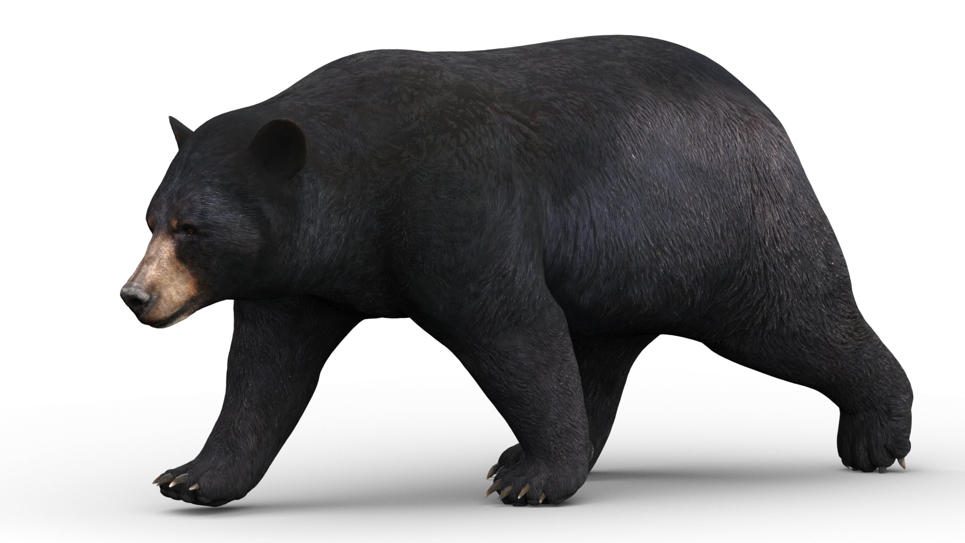 Lifelike Black Bear 3D Model with Walking Cycle Animation