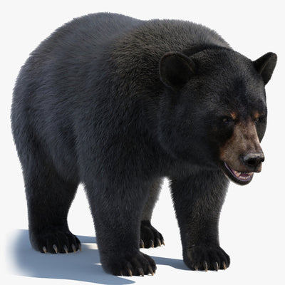 Black Bear 3D Model Fur