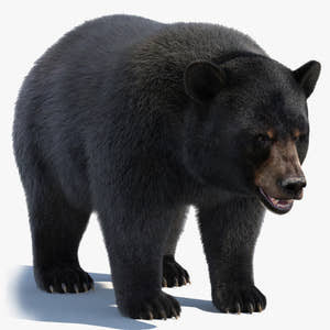 Black Bear 3D Model with Realistic Fur for VFX, Film, and Rendering Thumbnail