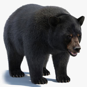 Black Bear 3D Model with Realistic Fur for VFX, Film, and Rendering Thumbnail