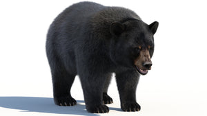 Black Bear 3D Model with Realistic Fur for VFX, Film, and Rendering Thumbnail