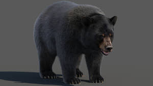 Black Bear 3D Model with Realistic Fur for VFX, Film, and Rendering Thumbnail